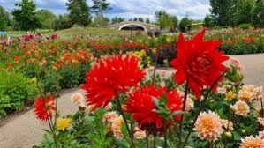 Nicht in frage, aber der rest der teuersten villen der welt befindet sich in privatbesitz. Dahlienblute In Den Garten Der Welt Freunde Der Garten Der Welt E V