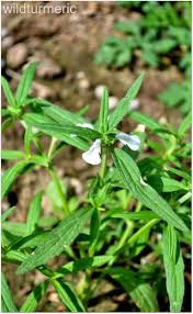 Image result for Leucas deflexa