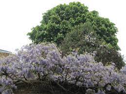 Wisteria In Our Greenwich Uk Neighborhood Greenwich The Neighbourhood Plants