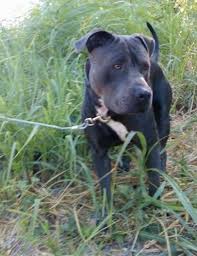 Black And Brown Pitbull Front View Of A Dark Blue Almost Black Looking Large Breed Dog With A Square Shaped Head And Brown E Pitbull Terrier American Pitbull Terrier Bull Terrier Dog
