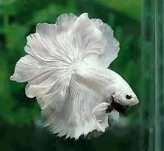 Moon Tail Fighter Fish Share Amazing Pictures Betta Fish Tank Pretty Fish Siamese Fighting Fish