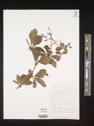 Image result for Cyphostemma congestum