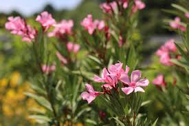 Es ist am besten diese gartenpflanze in einem topf oder. Sollte Man Samenkapseln Am Oleander Abschneiden Gartenlexikon De