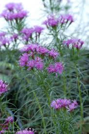Image result for Vernonia turbinella