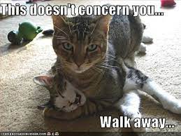 This Doesn T Concern You Walk Away Funny Animal Pictures Funny Animals Funny Cats