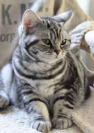 American Shorthair Black And Grey Cat I Love Silver Tabbies American Shorthair Cat Cute Animals Cute Cats