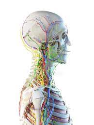 The head and neck is covered in skin and its appendages, termed the integumentary system.these include hair, sweat glands, sebaceous glands, and sensory nerves.the skin is made up of three microscopic layers: Male Head And Neck Anatomy Digital Illustration Nervous System Lymph Nodes Stock Photo 308620860