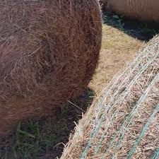 Pumpkin patches turn us into kids in a candy store🎃