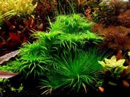 Image result for Hetaeria heterosepala