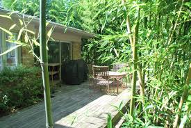 The most popular plant that looks like bamboo is lucky bamboo. Invasive Plant Species Invasive Bamboo Species Houselogic