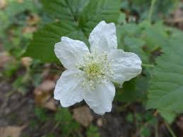 Image result for Rubus kirungensis