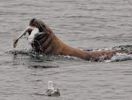 The sharks are aiming to take a bit out of the bulls' lead on the high of the currie cup standings after they play the lions sea lions battling with sharks. Sea Lion Eating Shark Natureismetal