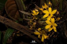 Image result for Curculigo pilosa