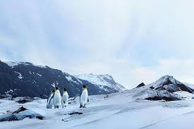 Daerah tundra yang terletak di wilayah arktik tertutup oleh lapisan salju hampir sepanjang tahun dan musim panas akan membawa banyak bunga mekar. Tundra Land Biome Description And Characteristics
