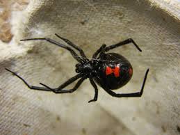 The most dangerous spiders in the world. How To Diagnose Black Widow Bites