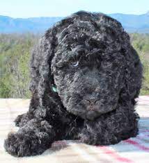 Browse thru goldendoodle puppies for sale near asheville, north carolina, usa area listings on puppyfinder.com to find your perfect puppy. Goldendoodle Breeder Near Charlotte Asheville North Carolina