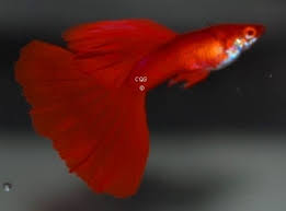 Show Quality Guppies Port Dover Ontario Noa1n7 Beautiful Fish Guppy Tropical Aquarium