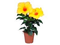 Image result for dipladenie žlutá obrázek