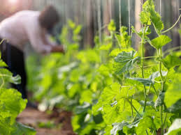 We did not find results for: Tips For Growing A Vertical Vegetable Garden