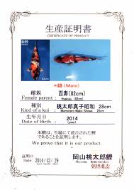 Grand koi is an authorized agent for momotaro bacteria house bakki media, the ceramic biological media powering the bakki house and bakki shower filters which took the koi world by storm. Cyprus Koi Japanese Koi For Sale In Cyprus