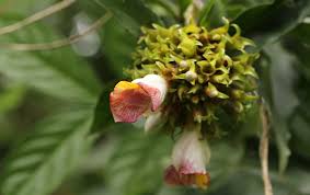 Image result for Vernonia musofensis