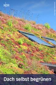 Grundach Gut Fur Die Umwelt Schon Anzusehen Dach Flachdach Begrunung Gartenhaus Dach