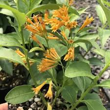 Image result for Cestrum