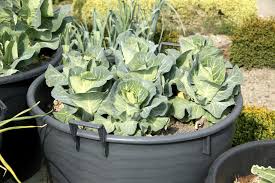Hills of soil warm more quickly early in the season, if you want to sow seeds as soon as possible after the last chance of frost, plus hills provide better drainage than flat rows. Container Grown Cabbage How To Grow Cabbage In Containers