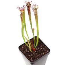 Image result for Nesaea sarcophylla