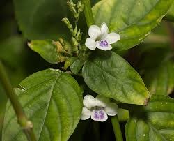 Image result for Asystasia malawiana