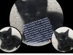 Ucretsiz Kedi Ankara