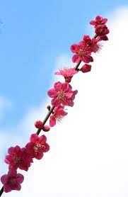紅梅 千鳥 plum blossom spring blossom flowers