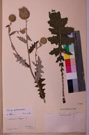 Image result for Echinops longifolius