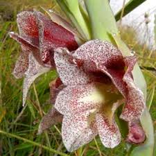 Image result for Gladiolus ecklonii