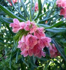 Image result for Sporobolus mildbraedii