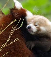 Les Pandas Roux Et Les Chats Auraient Des Comportements Similaires Panda Roux Panda Animaux Les Plus Mignons
