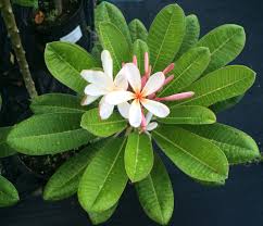 Plumeria Dwarf Singapore Height 4 10 Hardiness Usda Zone 10 Zone 11 Full Sun To Partial Shade Foliage Eve Evergreen Flowers Plant Leaves Plumeria