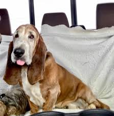Basset hound photography and product pages coming soon. Penny S Basset Hounds In Houston Tx Home Facebook