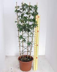Passion Flower Potted With A Trellis Support Flower Trellis Passion Flower Flower Pots