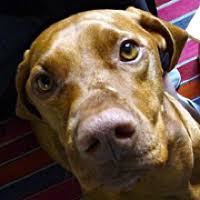 .all adoptions start with completion of an online application at www.ohiopuppyrescue.com. Vizsla Rescue Adoptions
