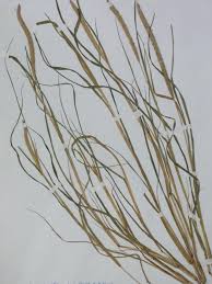 Image result for Hyparrhenia anthistirioides