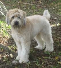 Maybe you would like to learn more about one of these? Soft Coated Wheaten Terrier Dog Breed Information And Pictures