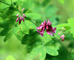 Image result for Pseudoeriosema