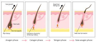 Shedding phase the exogen phase is essentially an extension or a part of the telogen stage of hair growth. Causes Of Hair Loss Hair Tansplant Clinic