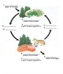 Photosynthesis And Cellular Respiration Worksheet 2 Thursday Septemb Photosynthesis Worksheet Photosynthesis And Cellular Respiration Cellular Respiration