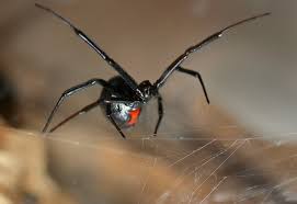 The nobel false widow spider has made its presence in ireland known after reports emerged that two waterford women had been hospitalised after researchers from venom systems lab, nui galway, dr michel dugon and john dunbar explain how to spot a false widow, the best way to get rid of. Black Widow In Warehouse Pest Control Rid A Bird Pest Control Termite Control