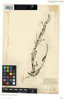 Image result for Indigofera paniculata