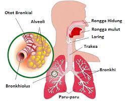Soal Sistem Pernapasan Dan Pembahasan Biologi