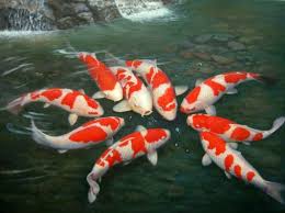 Feng Shui Fish Tank Best Placing Koi Fish Fish Wallpaper Aquarium Fish