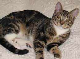 Bengal cats are more than small, domestic versions of their larger cousins from the jungle. Bengal Cat Versus Tabby Thecatsite